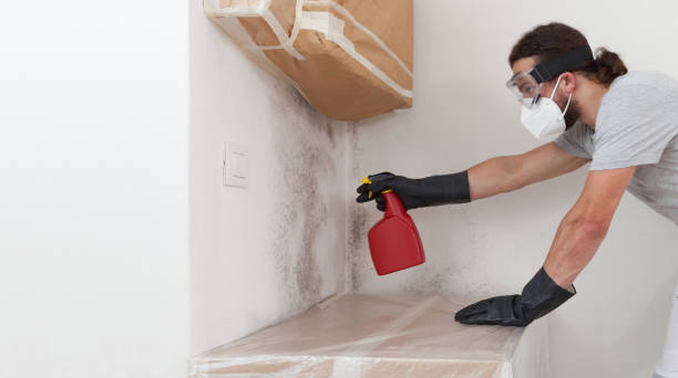 Professional Mold Inspection And Testing technician working in Elmwood Park, NJ