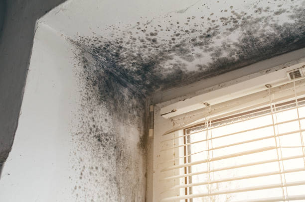 Affordable Mold Inspection And Testing solutions in Elmwood Park, NJ